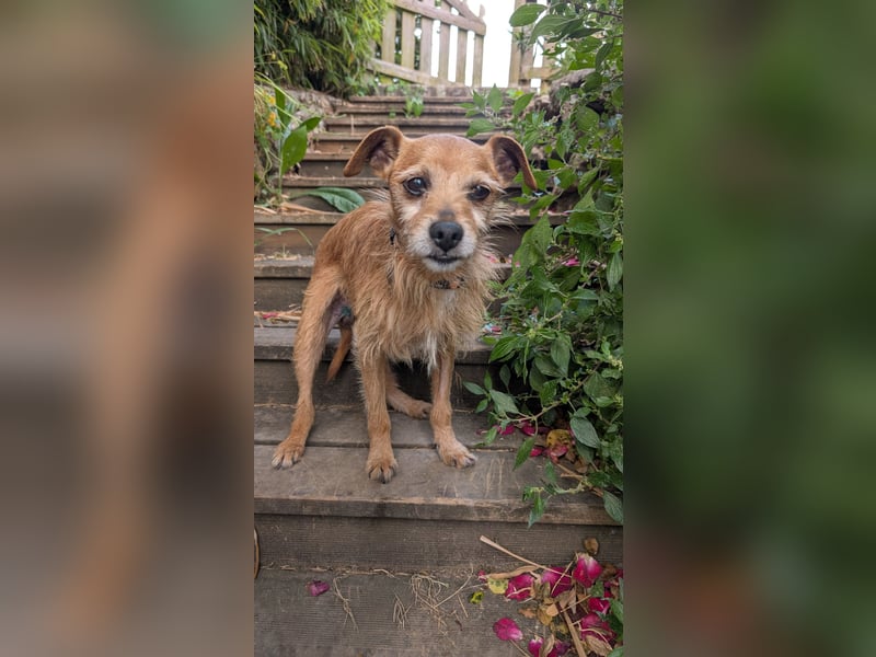 Rüstiger Jonas wartet in Portugal auf unserem Tierschutzhof!