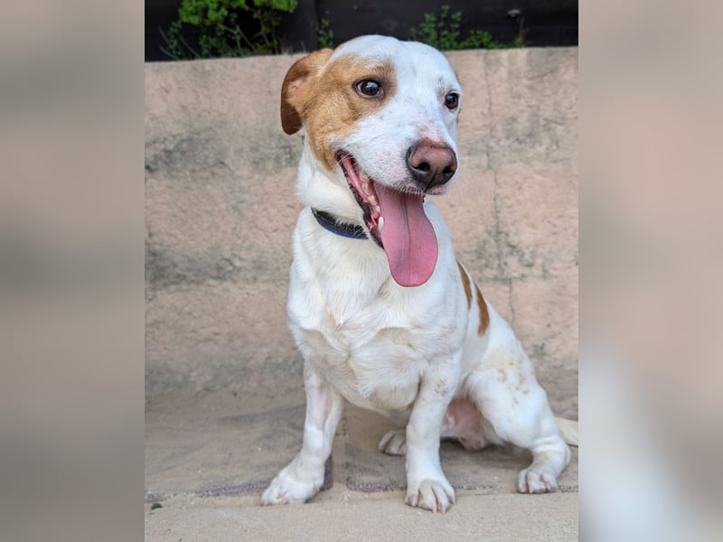 Aufgeschlossener Hugo wartet in Portugal auf unserem Tierschutzhof!