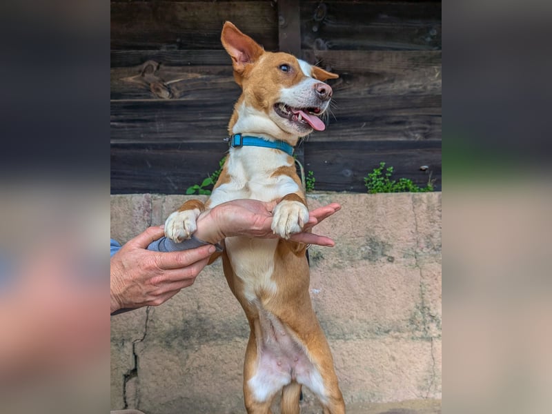 Aufgeschlossene Zari wartet in Portugal auf unserem Tierschutzhof!