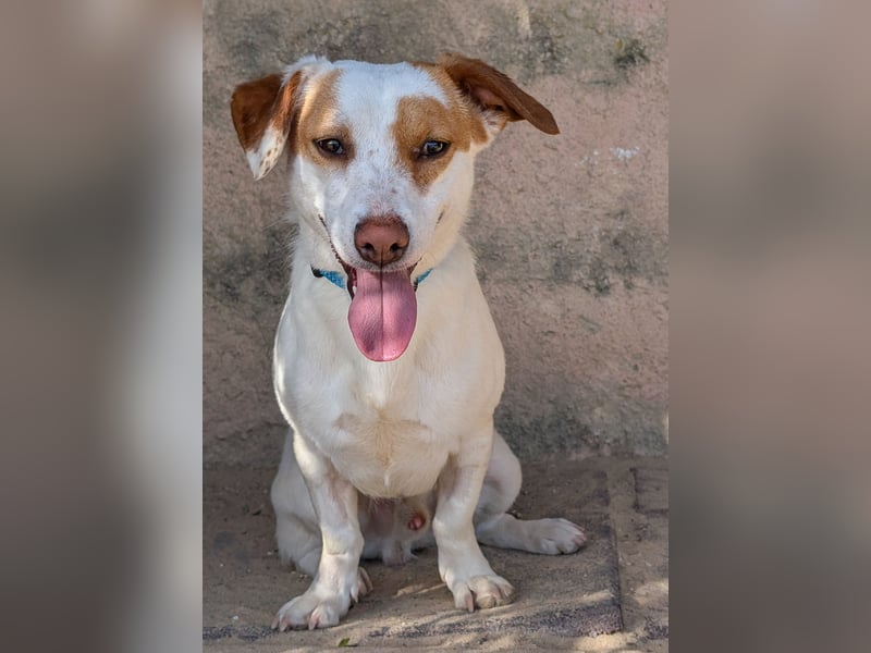 Aufgeschlossener Lucky wartet in Portugal auf unserem Tierschutzhof!