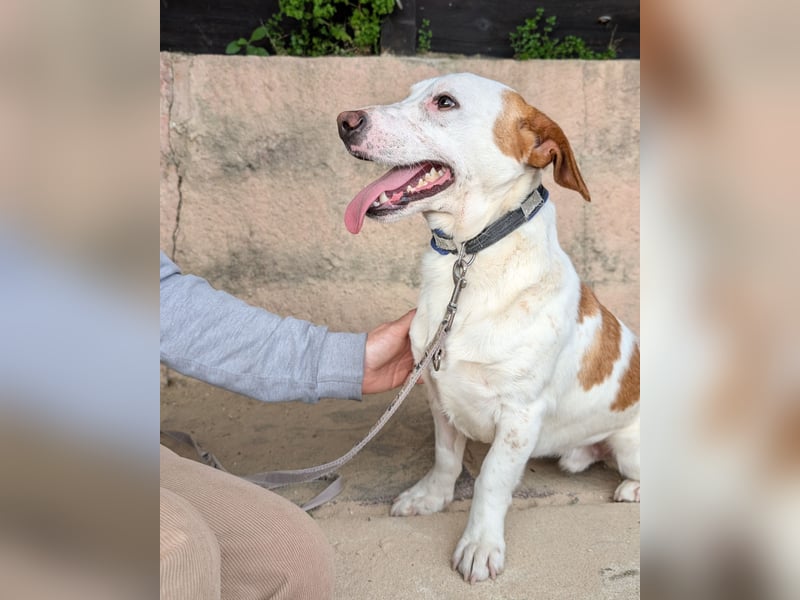 Aufgeschlossener Hugo wartet in Portugal auf unserem Tierschutzhof!