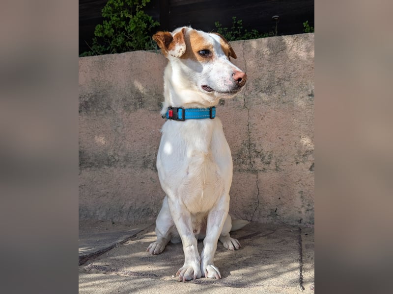Aufgeschlossener Lucky wartet in Portugal auf unserem Tierschutzhof!