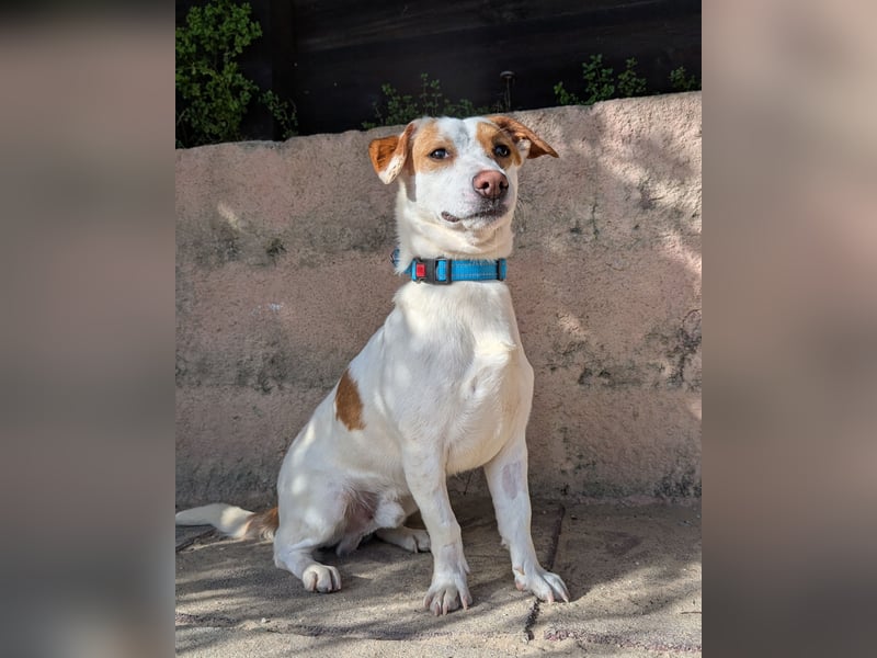 Aufgeschlossener Lucky wartet in Portugal auf unserem Tierschutzhof!