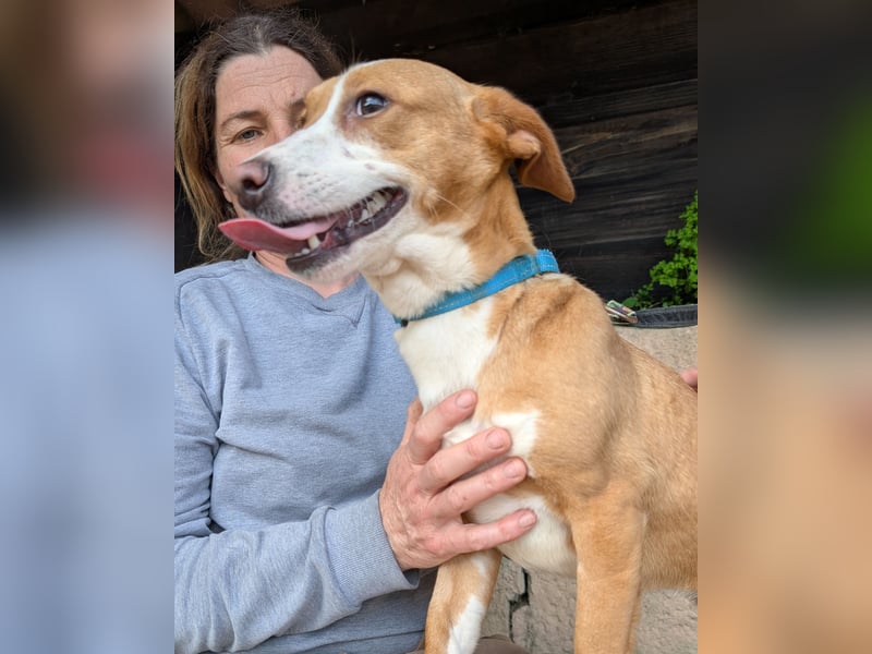 Aufgeschlossene Zari wartet in Portugal auf unserem Tierschutzhof!