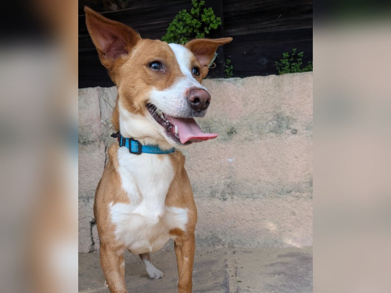 Aufgeschlossene Zari wartet in Portugal auf unserem Tierschutzhof!