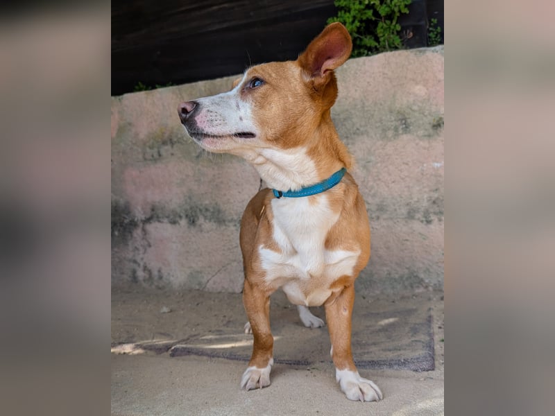 Aufgeschlossene Zari wartet in Portugal auf unserem Tierschutzhof!