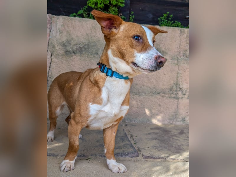 Aufgeschlossene Zari wartet in Portugal auf unserem Tierschutzhof!