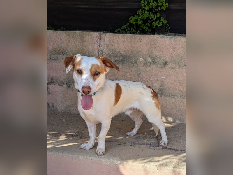 Aufgeschlossener Lucky wartet in Portugal auf unserem Tierschutzhof!