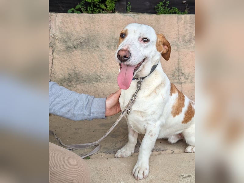 Aufgeschlossener Hugo wartet in Portugal auf unserem Tierschutzhof!