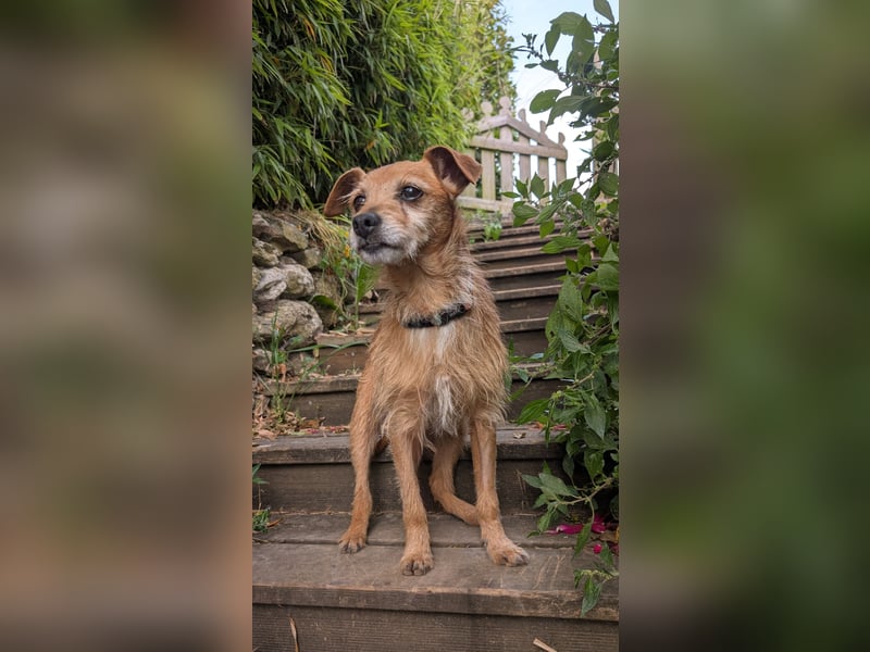 Rüstiger Jonas wartet in Portugal auf unserem Tierschutzhof!
