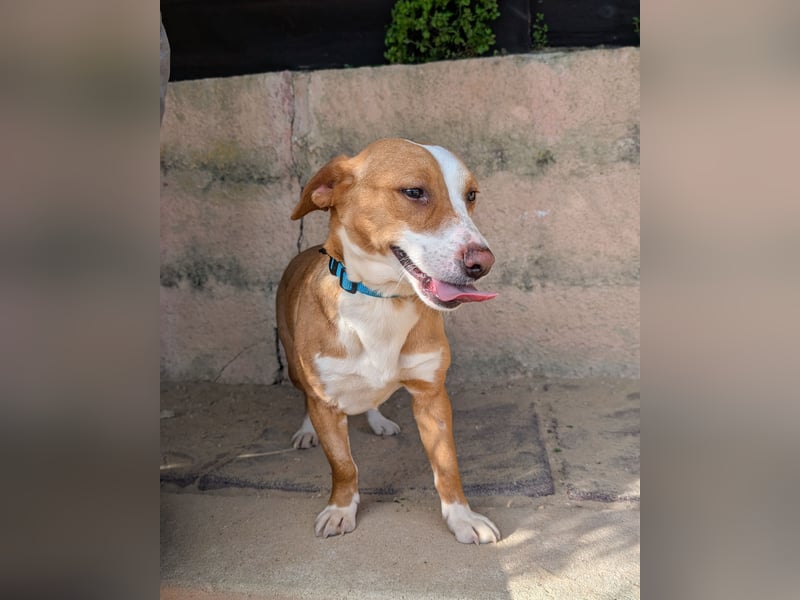 Aufgeschlossene Zari wartet in Portugal auf unserem Tierschutzhof!