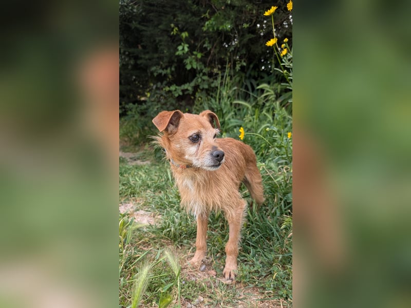 Rüstiger Jonas wartet in Portugal auf unserem Tierschutzhof!
