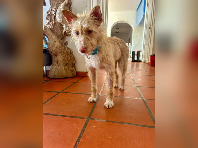 Sanfte Podenga Suki wartet in Portugal auf unserem Tierschutzhof