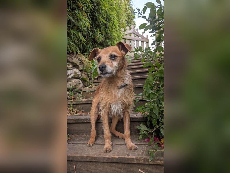Rüstiger Jonas wartet in Portugal auf unserem Tierschutzhof!