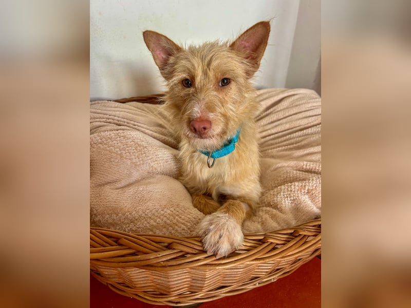 Sanfte Podenga Suki wartet in Portugal auf unserem Tierschutzhof