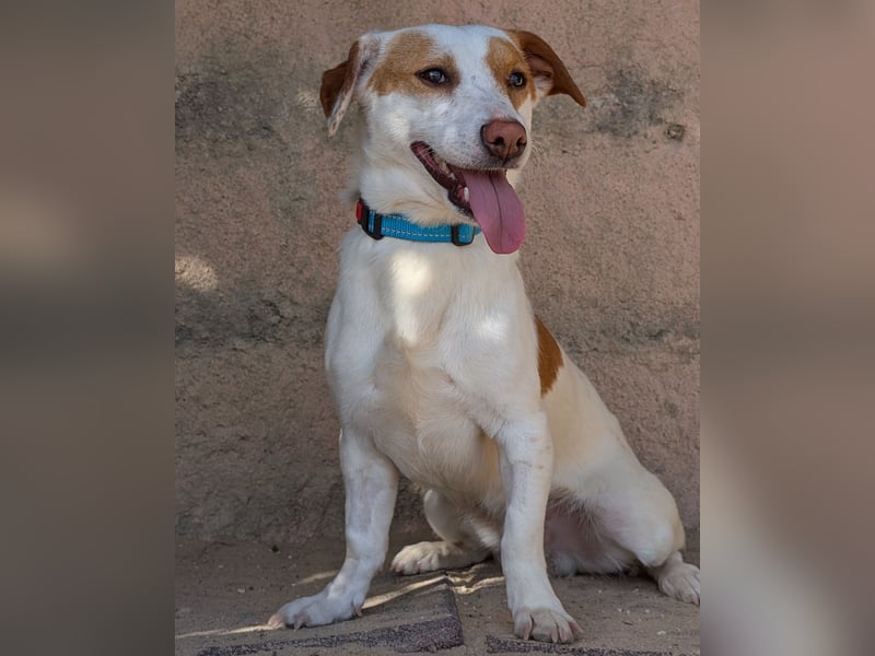 Aufgeschlossener Lucky wartet in Portugal auf unserem Tierschutzhof!