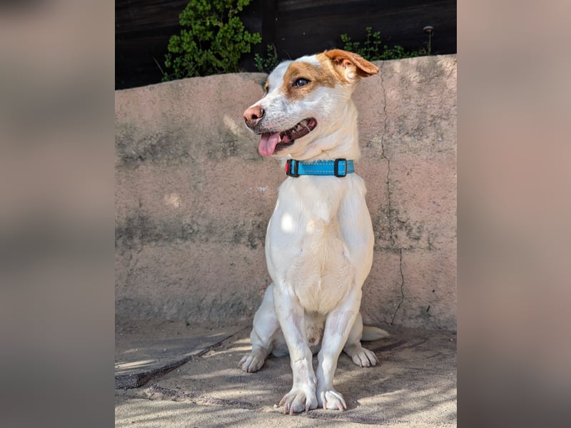 Aufgeschlossener Lucky wartet in Portugal auf unserem Tierschutzhof!