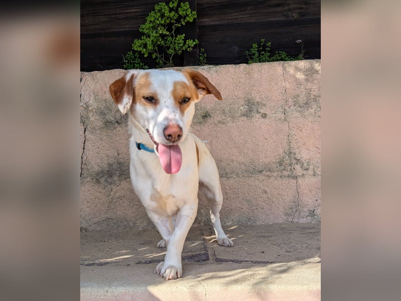 Aufgeschlossener Lucky wartet in Portugal auf unserem Tierschutzhof!