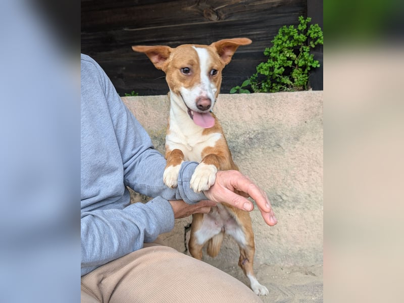 Aufgeschlossene Zari wartet in Portugal auf unserem Tierschutzhof!