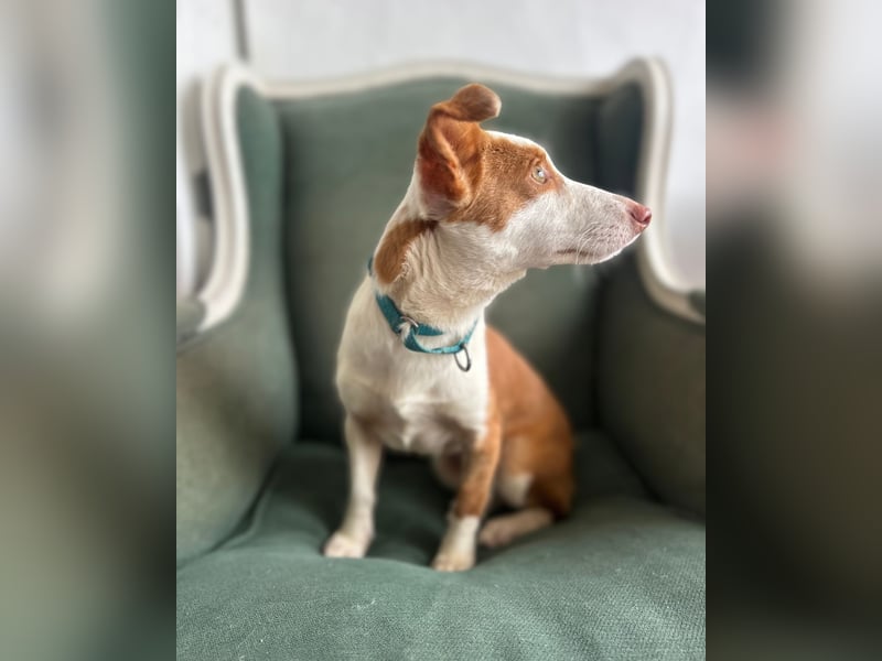 Sanfte Podenga Tilia wartet auf ihr Happy End!