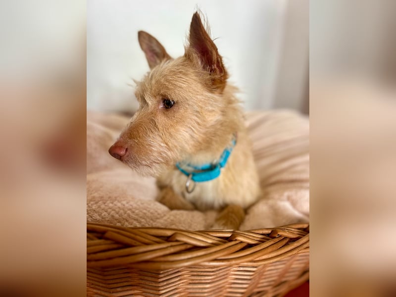 Sanfte Podenga Suki wartet in Portugal auf unserem Tierschutzhof