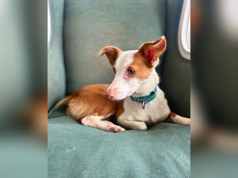 Sanfte Podenga Tilia wartet auf ihr Happy End!