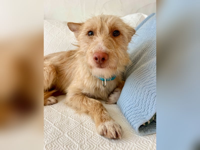 Sanfte Podenga Suki wartet in Portugal auf unserem Tierschutzhof