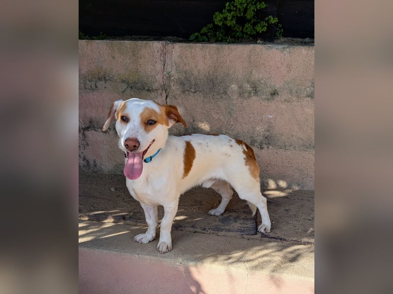 Aufgeschlossener Lucky wartet in Portugal auf unserem Tierschutzhof!