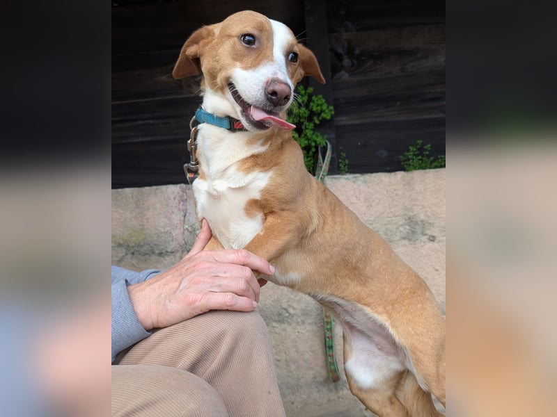 Aufgeschlossene Zari wartet in Portugal auf unserem Tierschutzhof!