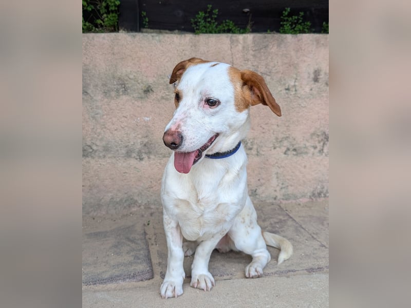 Aufgeschlossener Hugo wartet in Portugal auf unserem Tierschutzhof!