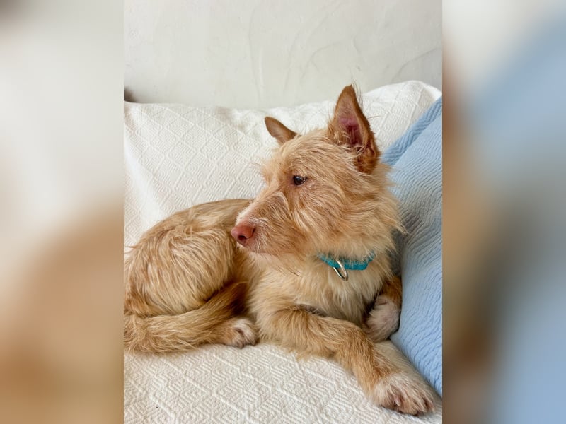 Sanfte Podenga Suki wartet in Portugal auf unserem Tierschutzhof