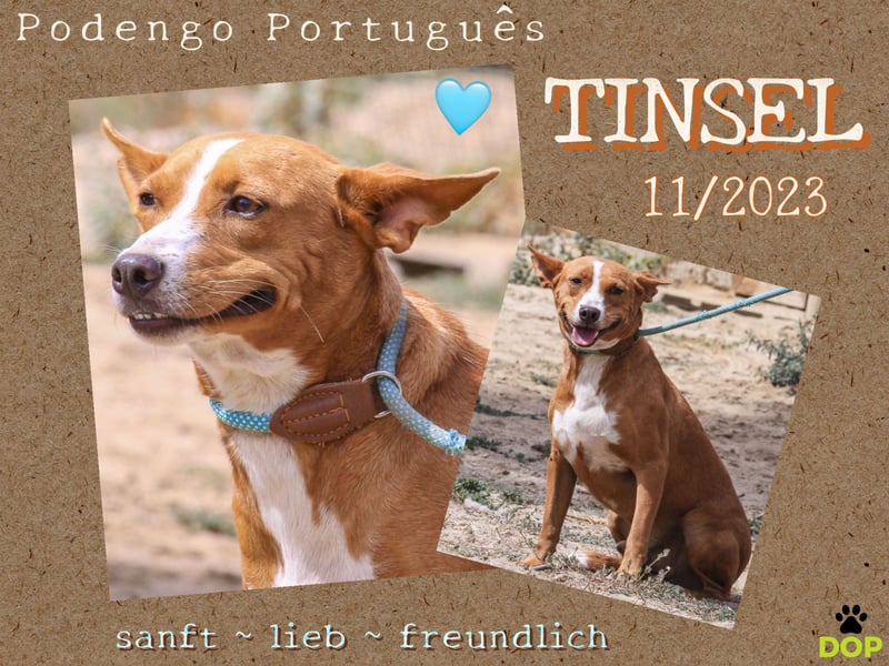 Julio - (noch) etwas schüchtern - sucht Zuhause mit Hundekumpel