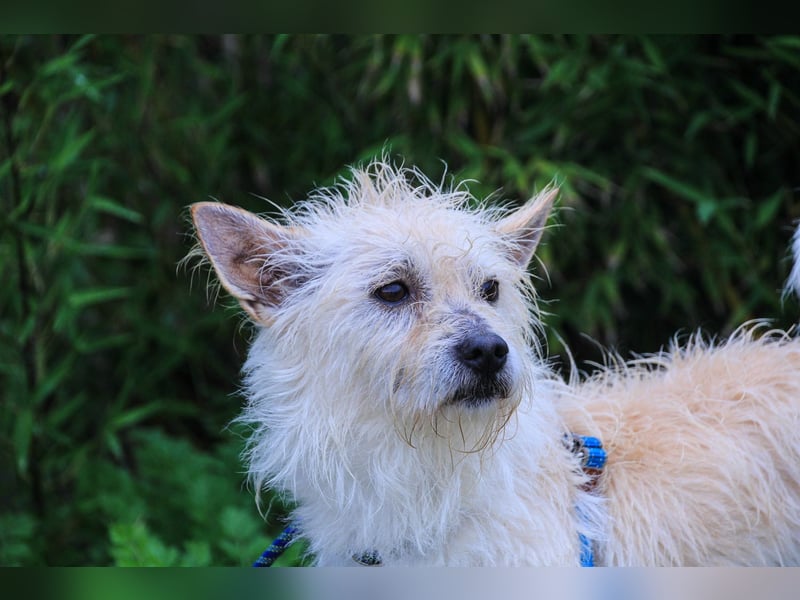 WUSCHEL AFONSO - - will wieder Vertrauen - - lieben und geliebt werden