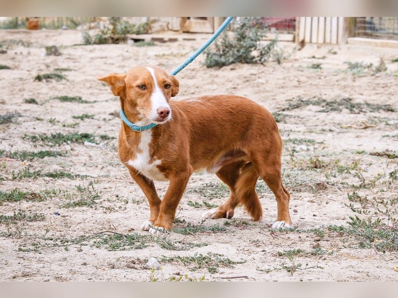 GABRIEL ❤️ SEHR SANFT  - Typisch Portugiesischer Podengo