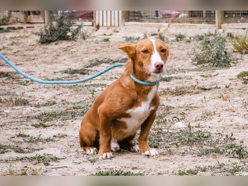 GABRIEL ❤️ SEHR SANFT  - Typisch Portugiesischer Podengo