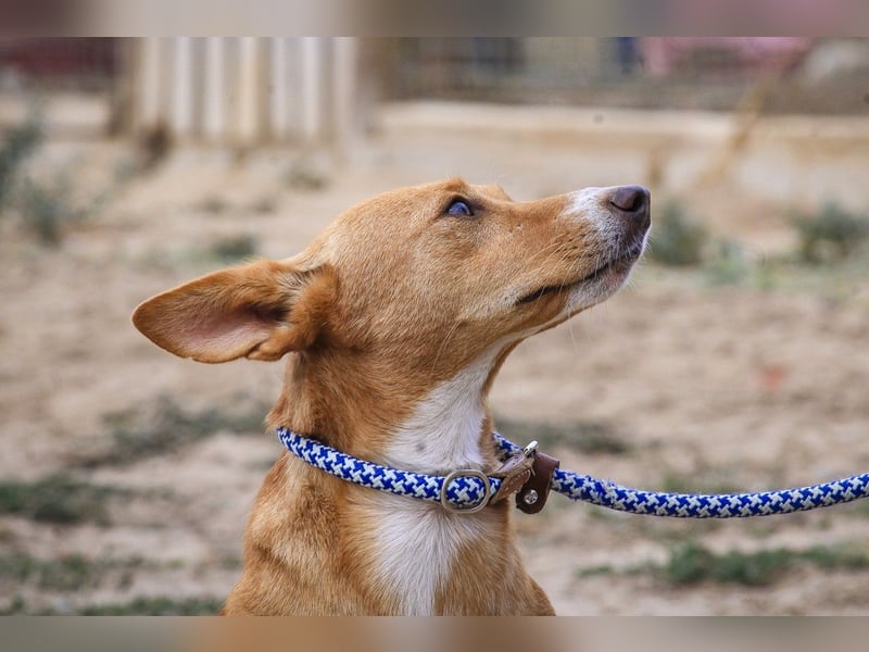 Julio - (noch) etwas schüchtern - sucht Zuhause mit Hundekumpel