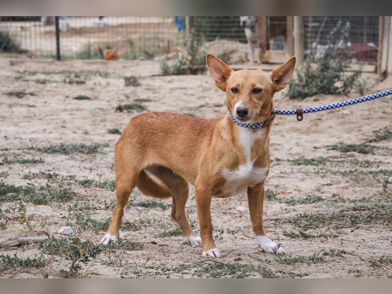 Julio - (noch) etwas schüchtern - sucht Zuhause mit Hundekumpel