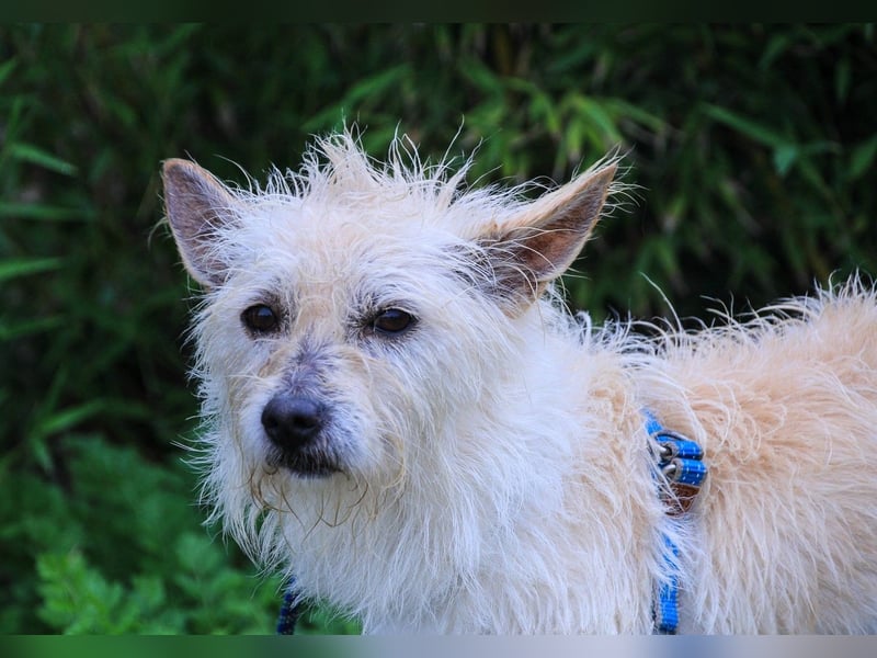 WUSCHEL AFONSO - - will wieder Vertrauen - - lieben und geliebt werden