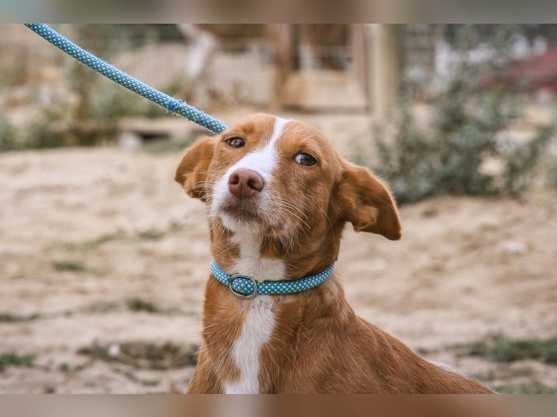GABRIEL ❤️ SEHR SANFT  - Typisch Portugiesischer Podengo