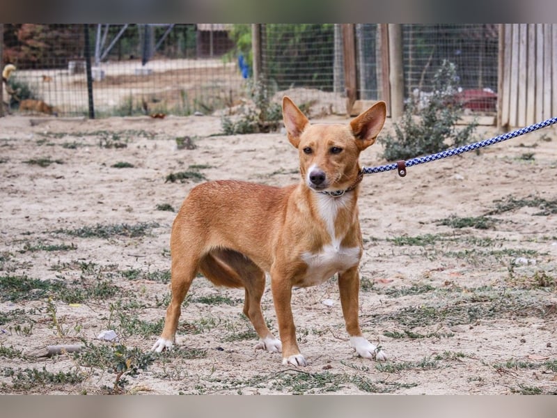 Julio - (noch) etwas schüchtern - sucht Zuhause mit Hundekumpel