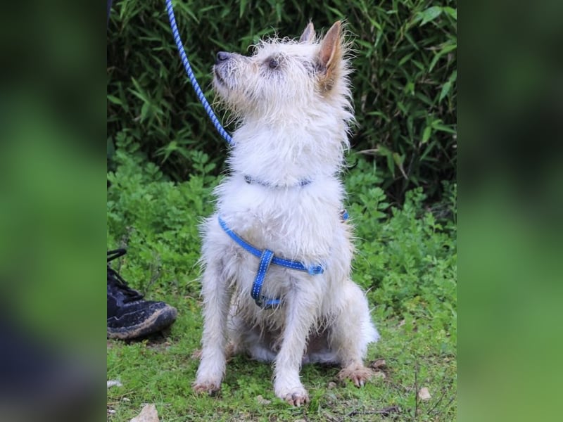 WUSCHEL AFONSO - - will wieder Vertrauen - - lieben und geliebt werden