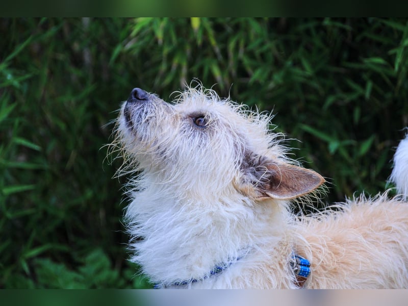 WUSCHEL AFONSO - - will wieder Vertrauen - - lieben und geliebt werden