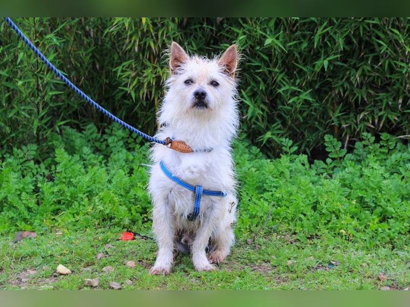 WUSCHEL AFONSO - - will wieder Vertrauen - - lieben und geliebt werden