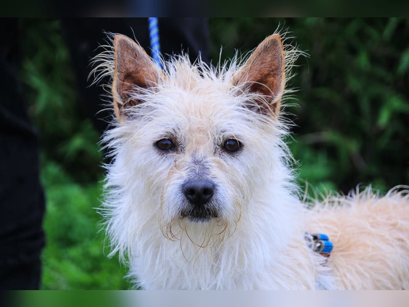 WUSCHEL AFONSO - - will wieder Vertrauen - - lieben und geliebt werden