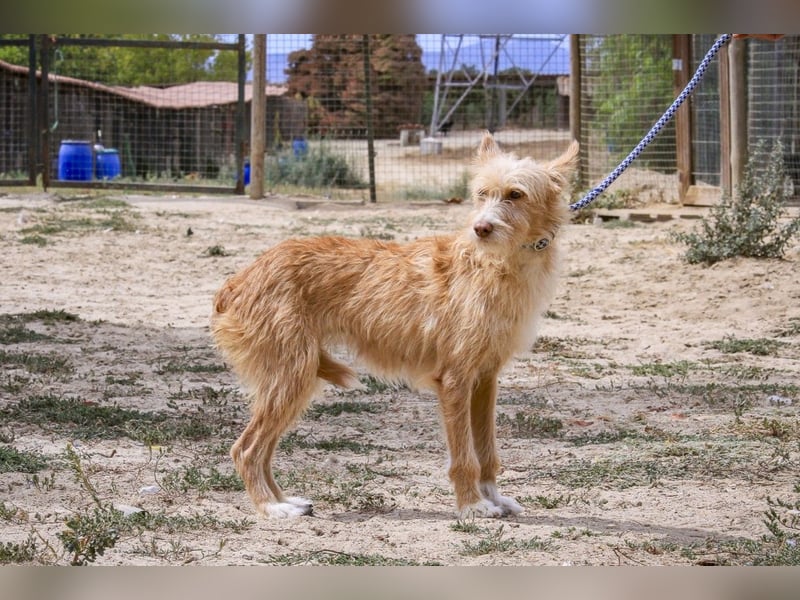 Pflegestelle oder Endstelle für • MELLOW gesucht !