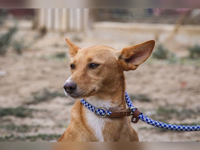 Julio - (noch) etwas schüchtern - sucht Zuhause mit Hundekumpel