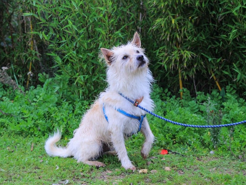 AFONSO - will wieder lieben und geliebt werden