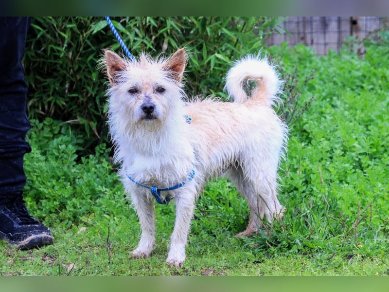 Pflegestelle oder erfahrene Endstelle • für AFONSO gesucht !