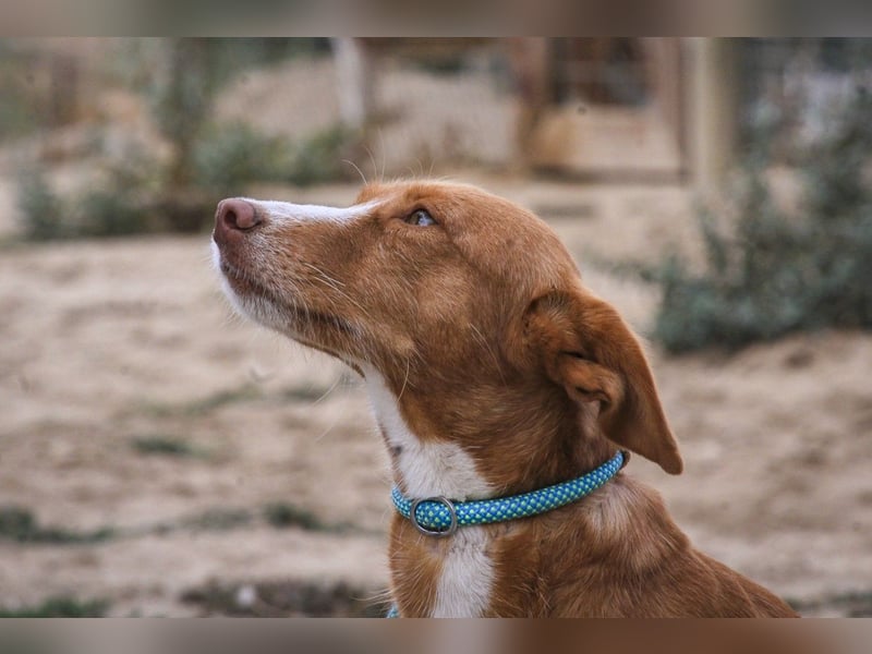 GABRIEL sehr lieb & sanft❗️Typisch Podengo