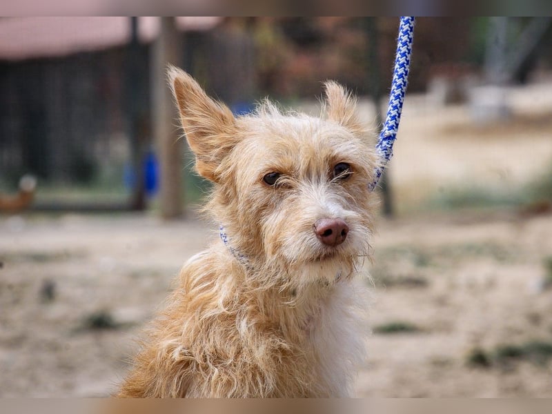 Pflegestelle oder Endstelle für • MELLOW gesucht !